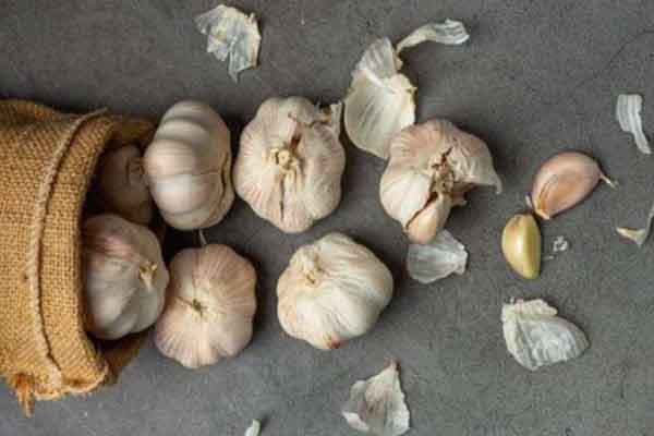 Garlic