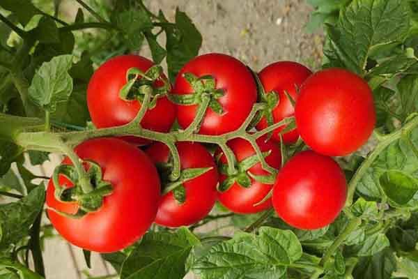 Tomatoes