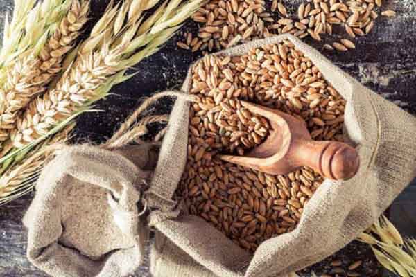 wheat