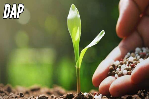 DAP