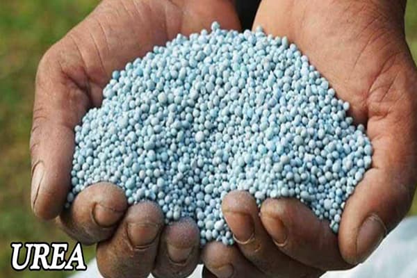 UREA
